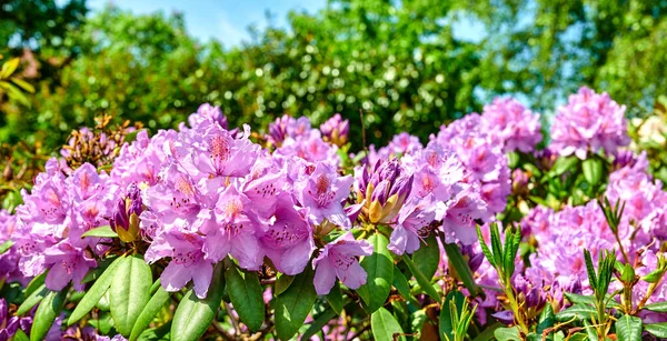 Serię Zdjęć Rododendronu Ogrodzie — Zdjęcie stockowe