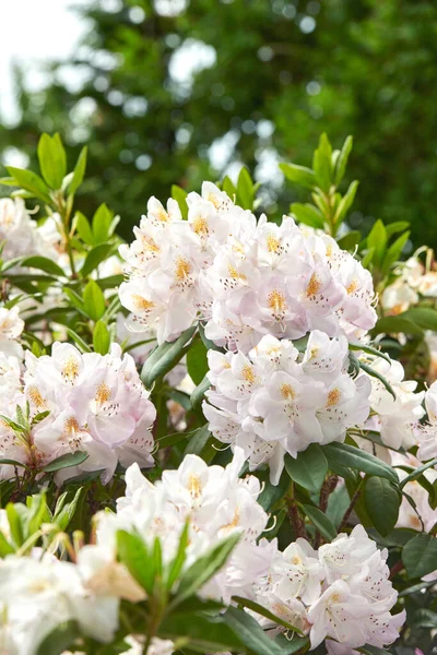 Rhododendron Genus 024 Species Woody Plants Heath Family Either Evergreen — Zdjęcie stockowe