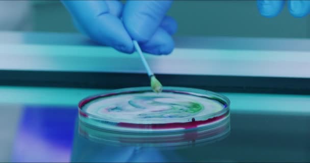 Nahaufnahme Eines Wissenschaftlers Der Eine Petrischale Mit Wattestäbchen Flüssiger Lösung — Stockvideo