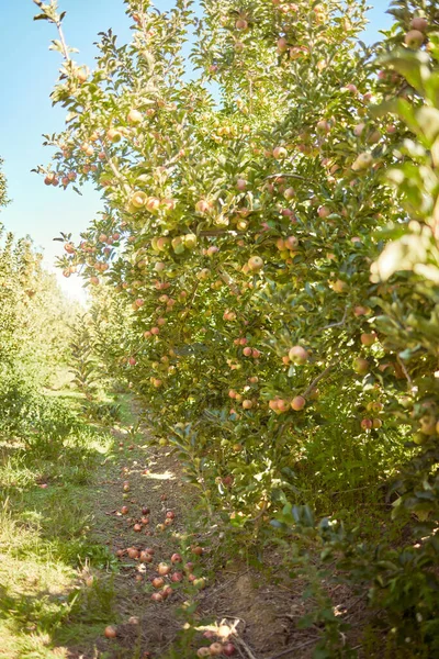 Fresh Red Apples Growing Season Trees Harvest Field Sustainable Orchard — Stock Photo, Image