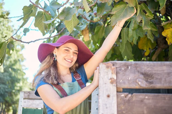 A female farmer picking apples from a tree next to a rustic wooden crate. Portrait of a young cheerful woman or fruit picker on an organic apple farm, enjoying the harvesting season.