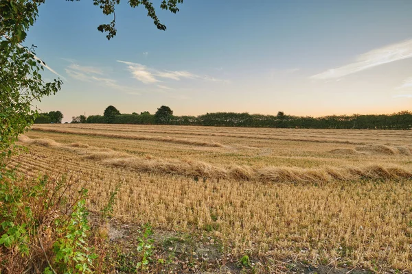 Harvested Rows Wheat Hay Open Field Blue Sky Background Copy — Stok fotoğraf