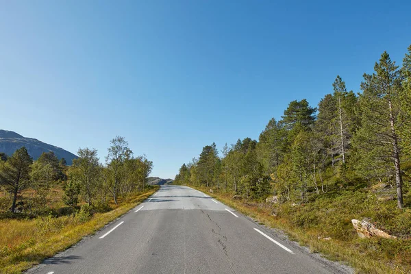 Empty Road Surrounded Trees Clear Blue Sky Copy Space Landscape — Stock Fotó