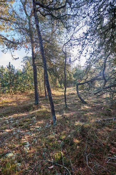 Borovice Rostoucí Lese Suchou Trávou Rostlinami Scénická Krajina Vysokých Tenkých — Stock fotografie