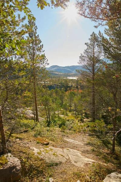 Landscape view of pine, fir or cedar trees growing in quiet mystical woods in Norway. Lush green leaves in a wild, remote coniferous forest. Environmental nature conservation and cultivation of resin.