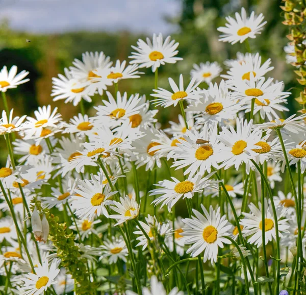 Closeup White Daisy Flowers Field Summer Day Zoomed Blossoming Plants — Stockfoto