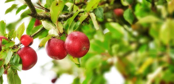 Closeup Red Apples Growing Green Apple Tree Stem Branch Sustainable — Stockfoto