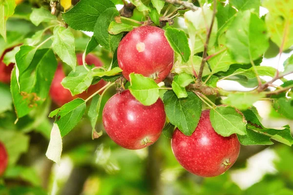 stock image Fresh red apples growing on a tree for harvest in a sustainable orchard on a summer day outside. Closeup of ripe, nutritious and organic fruit cultivated on a farm or grove in the countryside.