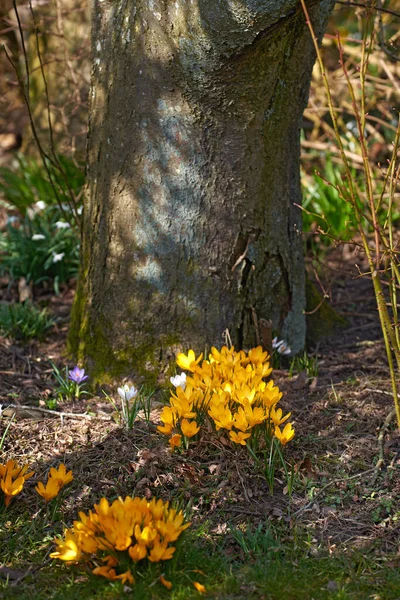 Detailní Záběr Divokého Crocus Rostoucí Stromě Zeleném Bujném Poli Nebo — Stock fotografie