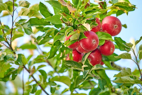 Copy Space Red Apples Growing Sunny Orchard Outdoors Closeup Fresh — 图库照片