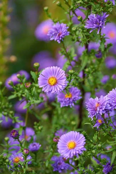 Purple Aster Flowers Growing Garden Amongst Greenery Nature Summer Violet — Stock Photo, Image