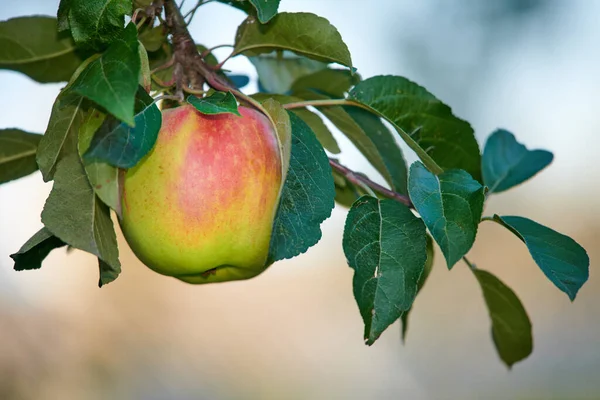 Single Green Apple Growing Hanging Tree Branch Sustainable Farm Outdoors — Fotografia de Stock