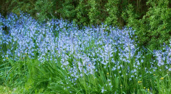 Blue Kent Bell Flowers Growing Flowering Green Stems Private Secluded —  Fotos de Stock