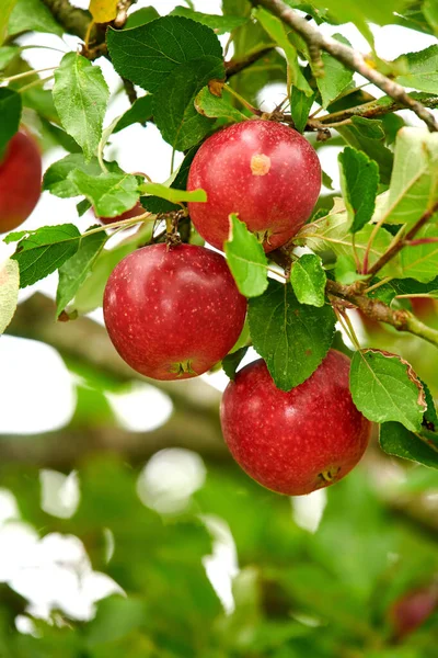 Closeup Red Apples Growing Tree Branch Summer Copyspace Fruit Hanging — Zdjęcie stockowe