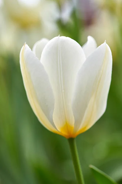 Gros Plan Pétales Fleurs Blanches Tulipes Jour Été Dans Jardin — Photo