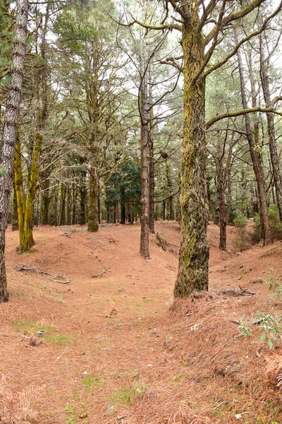 Forest Pine Trees Mountains Palma Canary Islands Spain Remote Secluded — Foto de Stock