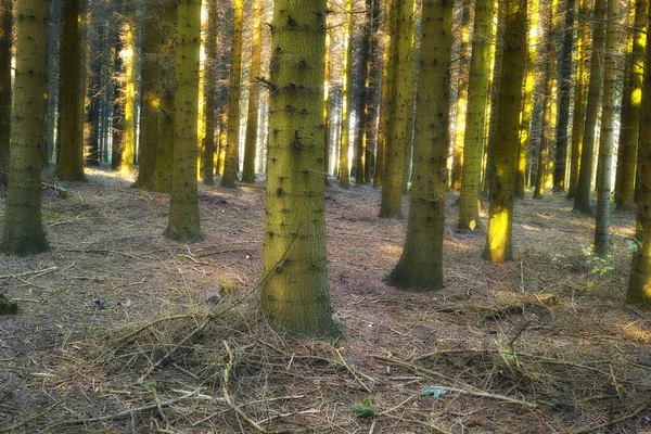 Many Trees Forest Autumn Closeup Lots Tree Trunks Covered Green — Stockfoto