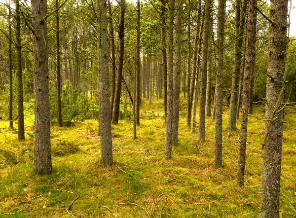 Piękny Bujny Zielony Las Rzędami Wysokich Sosen Rosnących Harmonii Naturą — Zdjęcie stockowe