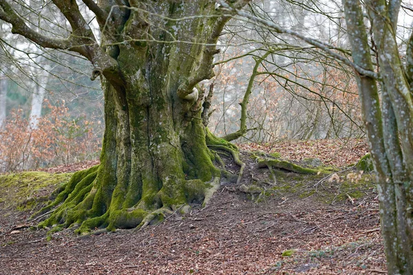 Beautiful Large Unique Tree Trunk Moss Outdoors Forest Woodlands Landscape — Stockfoto