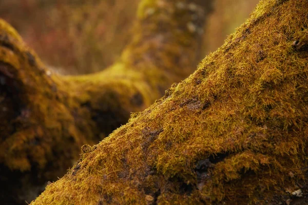Tree with yellow moss growing on trunk in a remote environment in nature during Autumn. Macro detail of textured algae spreading, covering a wooden trunk in a remote nature environment landscape.