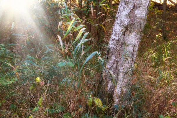 Widok Drzewo Gumy Eukaliptusowej Chwasty Rosnące Cichych Lasach Słońcu Norwegii — Zdjęcie stockowe