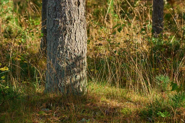 Zbliżenie Pniaka Rosnącego Bujnym Zielonym Lesie Sosny Rosnącej Naturą Harmonii — Zdjęcie stockowe