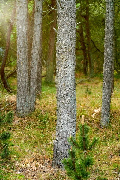 Bark texture growing in a remote location in nature. Landscape view of the evergreen forest with fresh green and dry grasses in the lush foliage. Beautiful summer forest with pine trees and scrubs