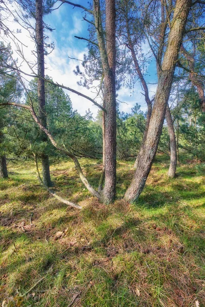 Wysokie Sosny Rosnące Dzikim Lesie Latem Krajobraz Zielonej Roślinności Krzewami — Zdjęcie stockowe