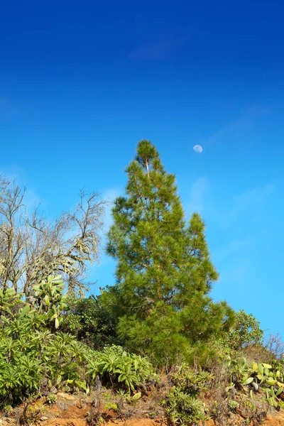 Pine Tree Forest Mountains Blue Sky Copy Space Landscape Green — Stockfoto