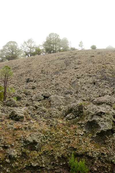 Landscape View Pine Tree Deforestation Volcanic Mountain Palma Canary Islands — Stock Photo, Image