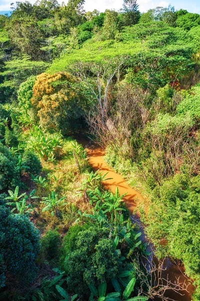 River Trees Rainforest Sunny Day Wild Nature Landscape Forestry Muddy — Foto de Stock