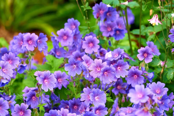 Μωβ Γερανοί Νομοσχέδιο Λουλούδια Αυξάνεται Έναν Κήπο Την Άνοιξη Ένα — Φωτογραφία Αρχείου