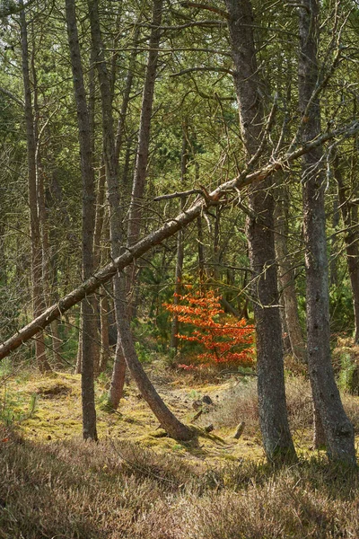 Ontbossing Van Dennen Ceder Dennenboomtakken Rustige Bossen Duitsland Droge Herfstbomen — Stockfoto