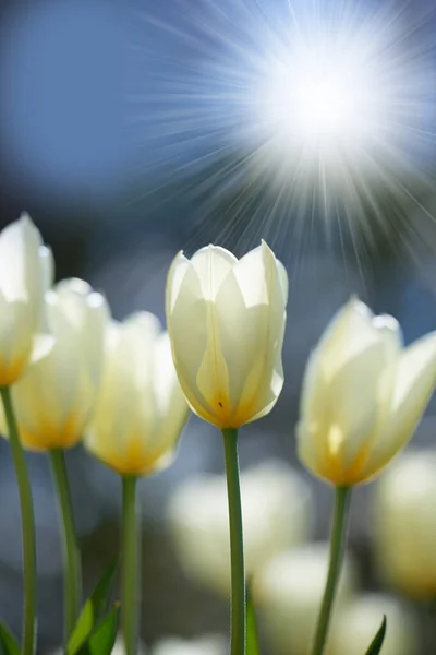 Brillante Sol Sobre Flores Tulipán Jardín Campo Aire Libre Primer —  Fotos de Stock
