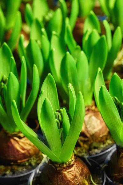 Closeup Beautiful Crocus Plant Pot Green Lush Pollinated Flowers Brown — Fotografia de Stock