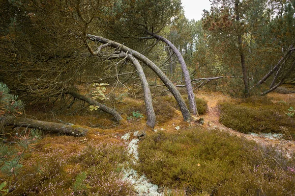 Forest with bent trees and green plants in Autumn. Landscape of many pine trees and branches in nature. Lots of uncultivated vegetation and shrubs growing in a secluded woodland environment.