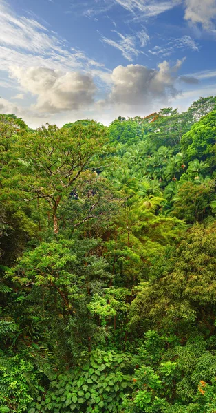 Copyspace Landscape View Rainforest Cloudy Blue Sky Hawaii Exploring Wildlife — Foto de Stock