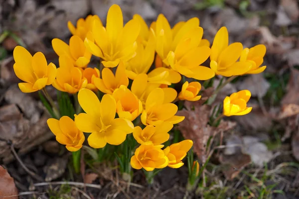 Yellow Crocus Flavus Flowers Growing Garden Forest Closeup Beautiful Bunch — Stok fotoğraf