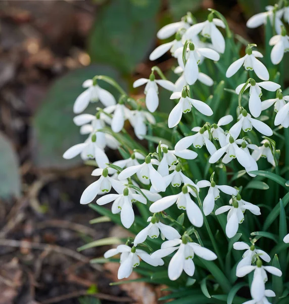 Galanthus Woronowii Growing Natural Habitat Dense Forest White Woronows Snowdrop — Zdjęcie stockowe