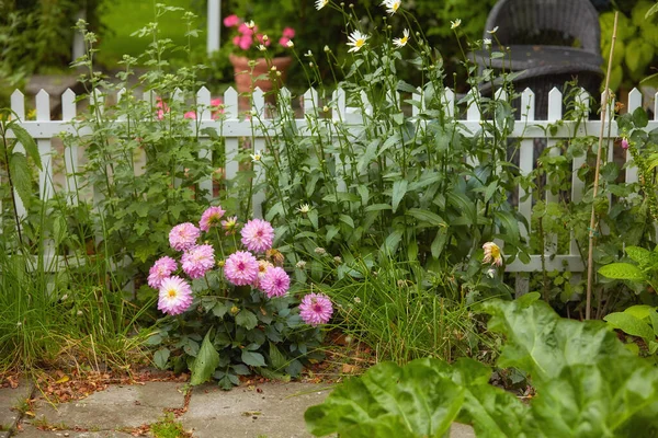 Fresh Garden Dahlia Flowers Growing Green Garden Spring Wooden Gate — Foto Stock