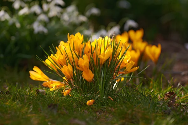 Yellow Crocus Flavus Flowers Growing Garden Forest Closeup Beautiful Bunch — Zdjęcie stockowe