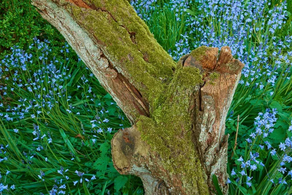 Closeup Bluebell Growing Moss Covered Tree Stump Forest Springtime Macro — Foto de Stock