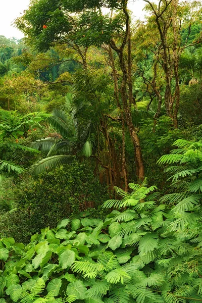 Много Деревьев Кустарников Пышном Зеленом Лесу Гавайях Сша Волшебное Настроение — стоковое фото