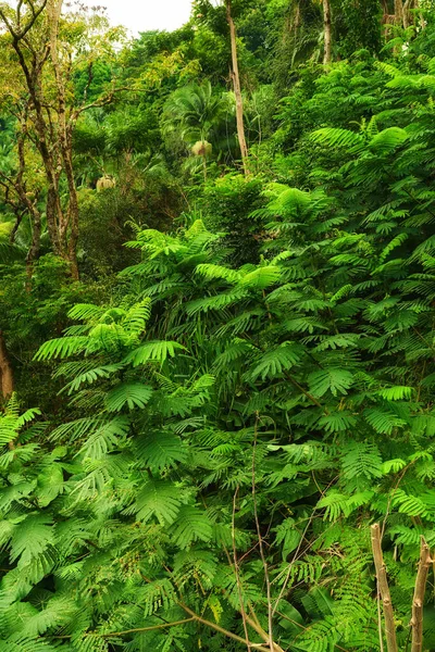 Крупный План Тропического Леса Пышной Зеленью Гавайях Копирайтом Экспозиция Дикой — стоковое фото