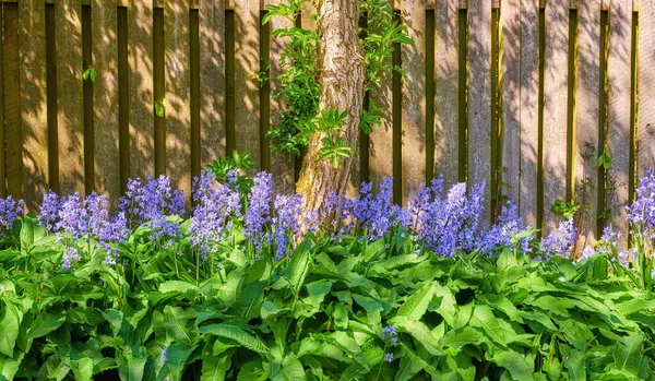 Bluebells Crescendo Jardim Verde Dia Ensolarado Com Fundo Portão Madeira — Fotografia de Stock