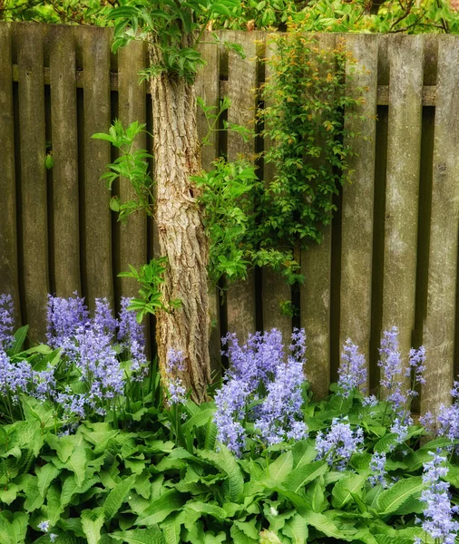 Lindas Flores Azuis Scilla Siberica Crescendo Jardim Livre Quintal Dia — Fotografia de Stock
