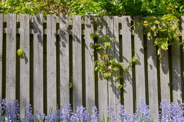 Closeup Bluebell Growing Green Garden Summertime Wooden Gate Background Details — Fotografia de Stock