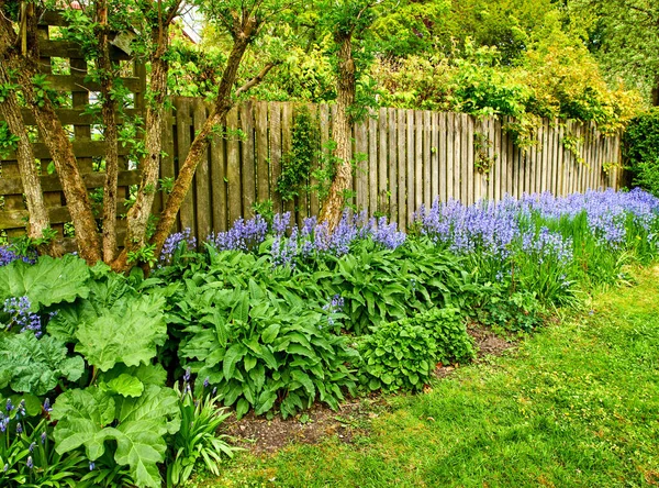 Bluebell Kwiaty Rosną Pięknym Ogrodzie Bujnym Zielonym Krzewem Trawą Rośliny — Zdjęcie stockowe