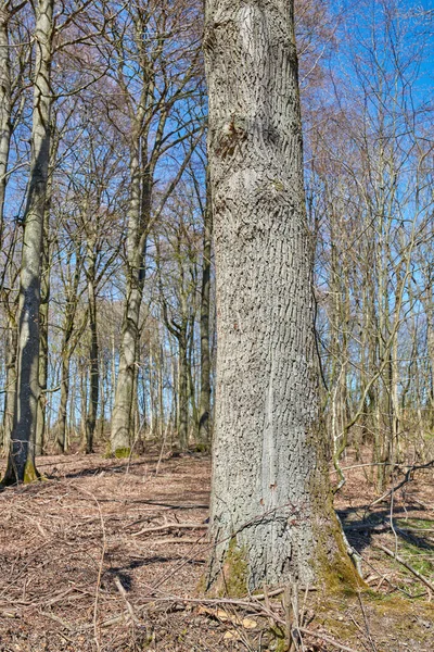 Grands Arbres Secs Dans Forêt Parc Sans Feuilles Après Midi — Photo
