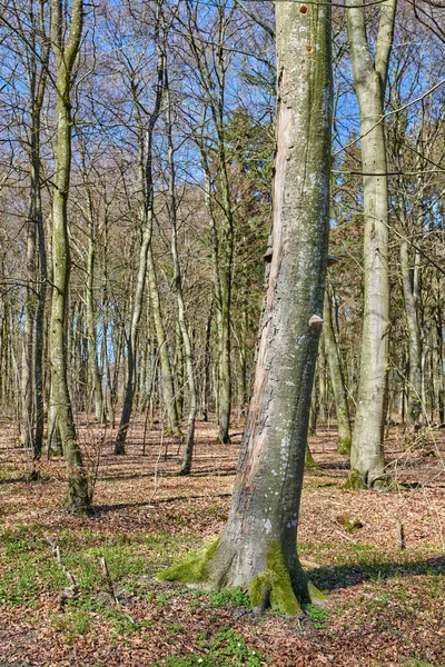 Drzewa Liściaste Lesie Odrobiną Odrastania Rozwijającym Się Wczesną Wiosną Krajobraz — Zdjęcie stockowe